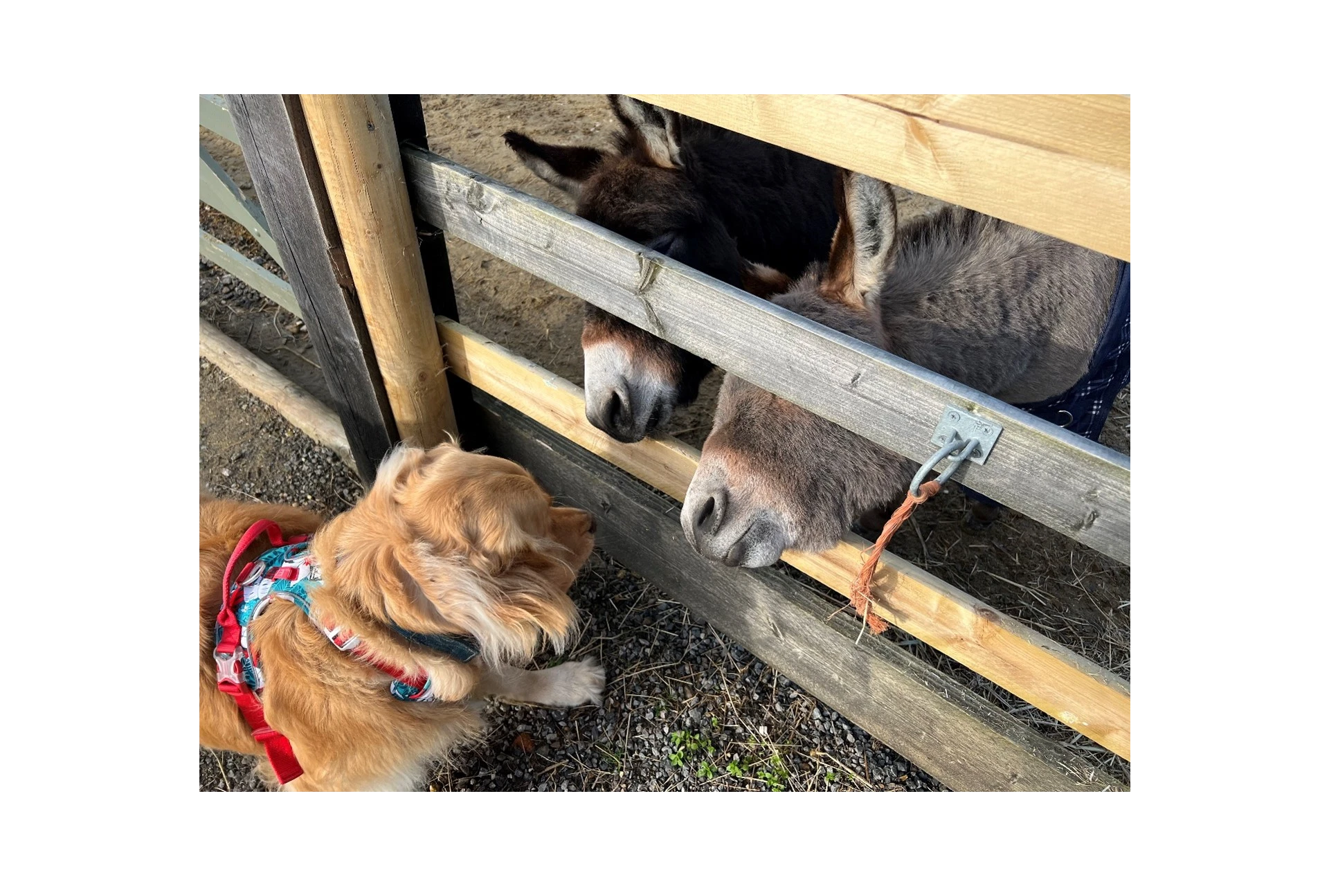 Little Donkeys
